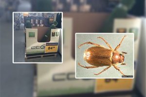 canada-beetle