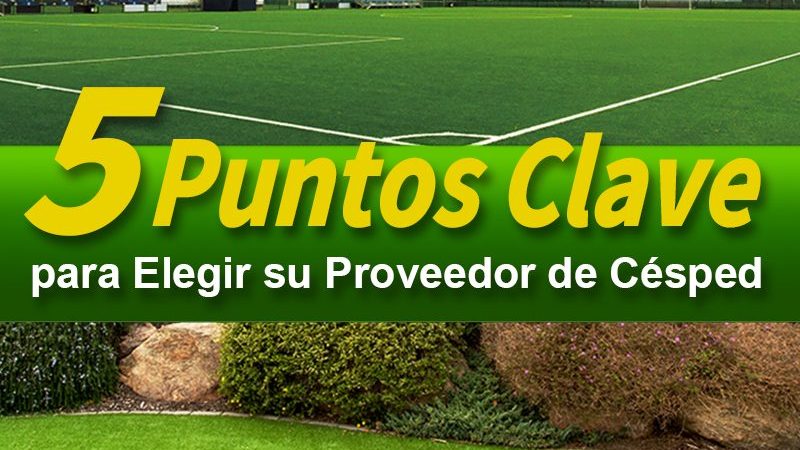 5 Puntos Clave para Elegir su Proveedor de Césped