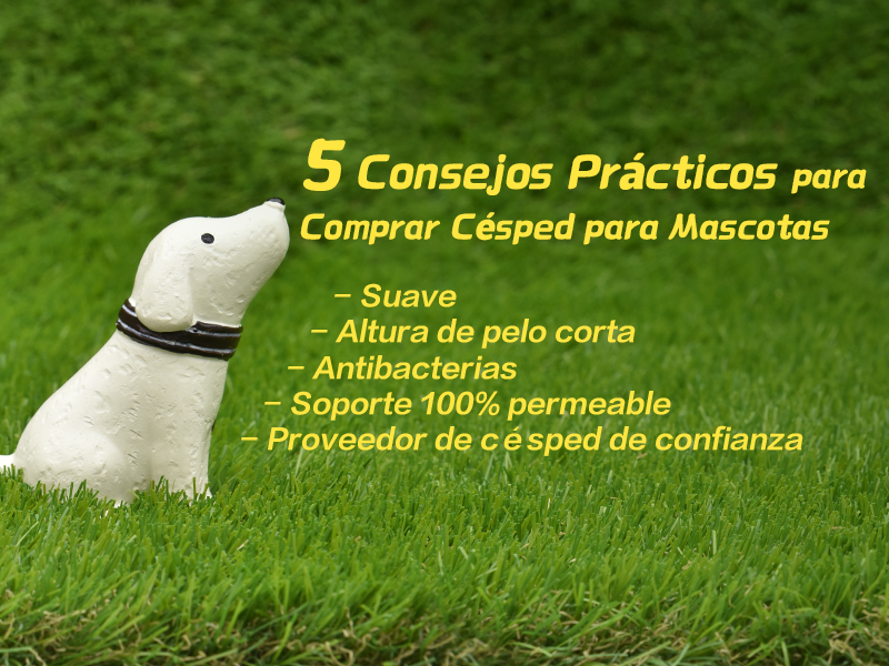 cada Ruina Reunión Pasto Sintético para Perros - Consejos Prácticos de Compra (6 FAQS) -  CCGrass