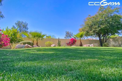 CCGrass, opciones de césped residencial