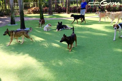 CCGrass, pasto sintético para perros y mascotas