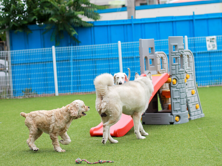 Argo Grass ideal para instalaciones de mascotas