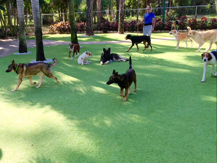 Los perros se quedan sin el parque de recreo en el entorno de IKEA