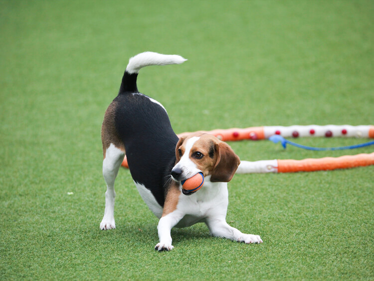 CCGrass, pasto sintético para mascotas