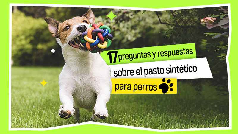 17 Preguntas y Respuestas Sobre el Pasto Sintético para Perros