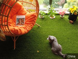 Cozy-Indoor-Pet-Turf-Areas