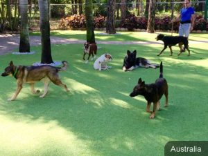Veterinary-Clinics-and-Pet-Shelters