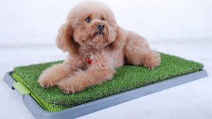Alfombrilla de pasto sintético para perros CCGrass