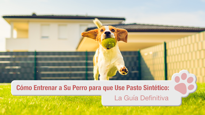 Cómo Entrenar a Su Perro para que Use Pasto Sintético
