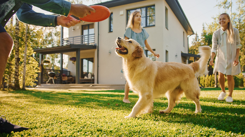 Pasto sintético para perros