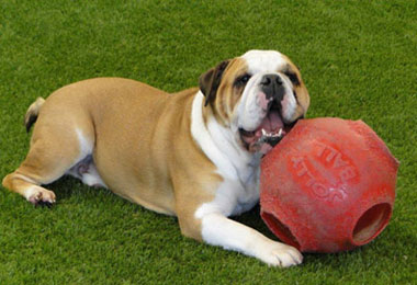 Artificial Grass and your Dog – FAQ