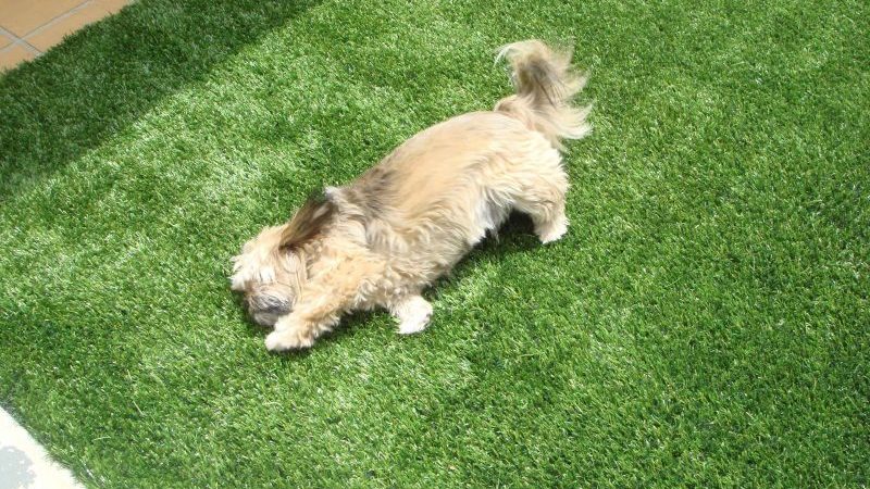 Как выбрать надежную искусственную траву для Ваших собак?