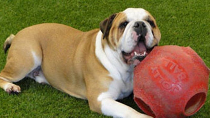 Artificial Grass and your Dog – FAQ