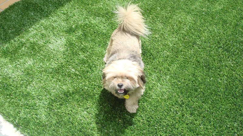 Pets Also Love Your Artificial Grass