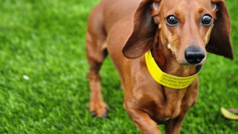 Could our pets play on artificial grass?