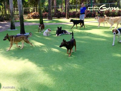 CCGrass, pet friendly artificial turf for dogs and pets