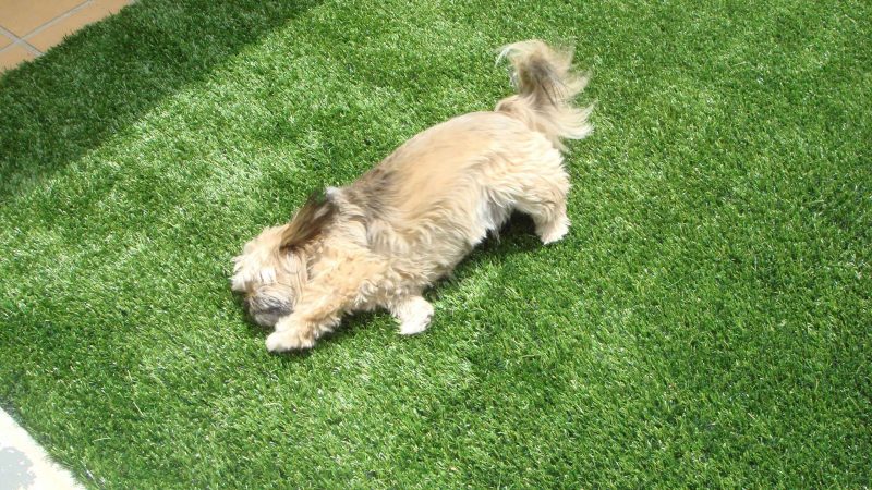 How to Choose a Reliable Artificial Grass for Dogs?