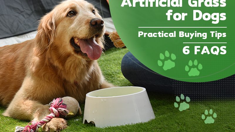 Artificial Grass for Dog – Practical Buying Tips (6 FAQS)