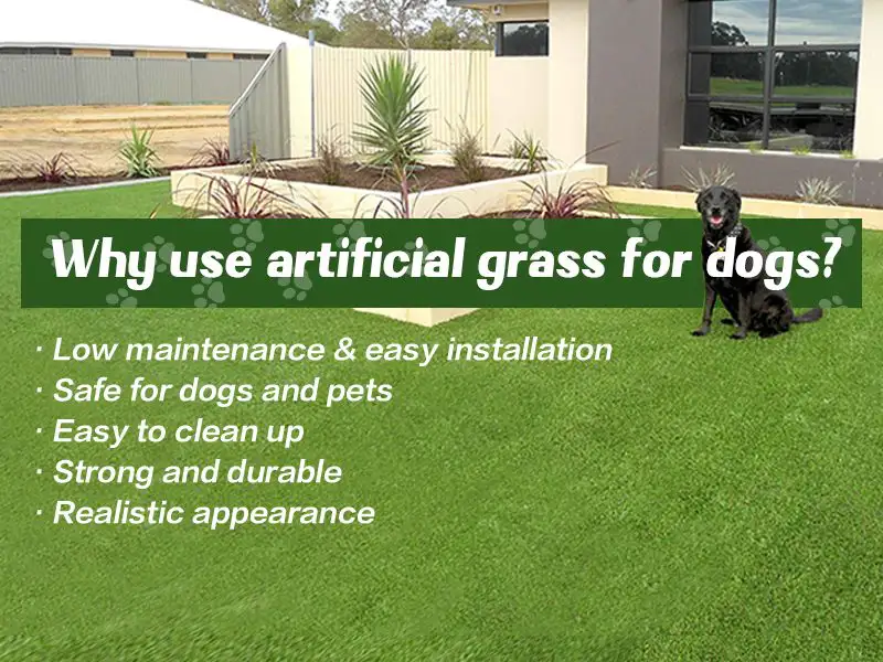 can dogs pee on artificial grass