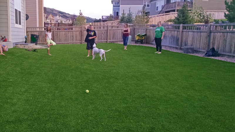 CCGrass, artificial grass for dogs in backyard