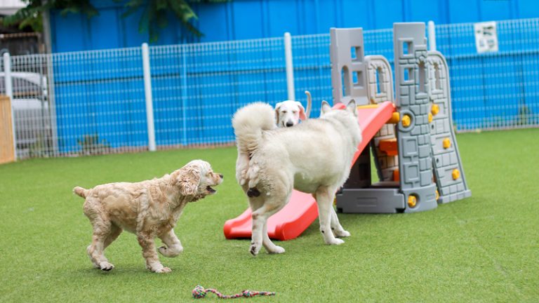 View of Pros and Cons of Artificial Grass with Dogs | 2025 Guide