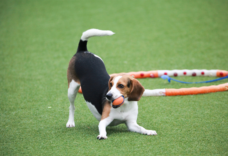 CCGrass, mini-dog park in backyard