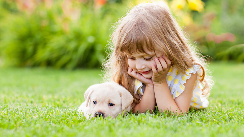 Artificial Grass for Dogs