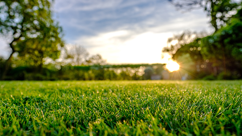 Artificial grass garden