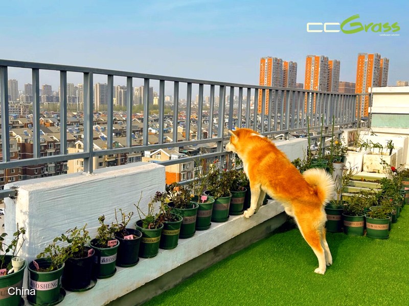 Residential rooftop terrace with artificial grass used as a pet-friendly outdoor space Residential rooftop terrace with artificial grass used as a pet-friendly outdoor space